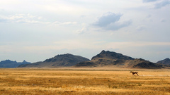 Hills Horses prarie running