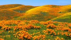 Hills Poppies California antelope yellow flowers valleys