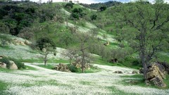 Hills spring oak