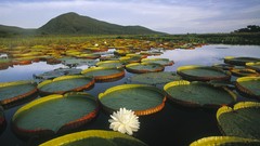Hills Water Lilies white flowers Brazil lakes national park 