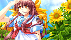 Himawari Manga Anime