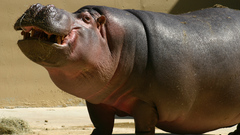 Hippopotamus