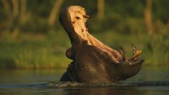 Hippopotamus