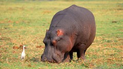 Hippopotamus Animals