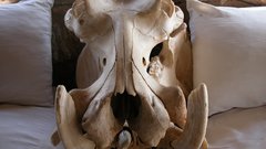 Hippopotamus skull front high