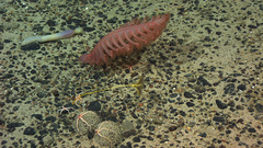 Hirez high spoon worm