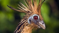 Hoatzin bird high