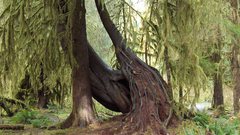Hoh rain forest Trees