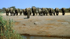 Hole Africa elephants