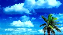 Holiday beach nature palm