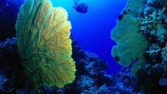 Holy diver underwater Aquarium