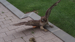 Holy falcon took This