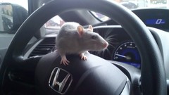 Honda cars Animals grey