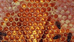 Honeycomb bees honey insects