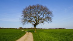 Horizon Trees roads simple