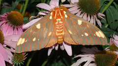 Horn devil moth insect