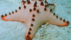 Hornedstarfish Aquarium and Fish