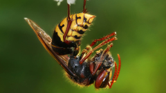 Hornet insects insect