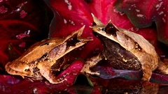 Horns Frogs amphibians