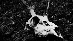 Horns monochrome skulls skeletons