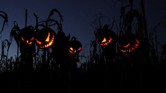Horror Halloween fields pumpkins