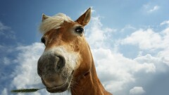 horse Animals clouds