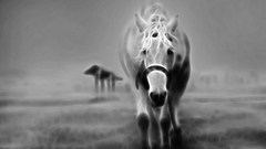 Horse Animals The lonely