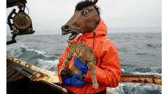 Horse holding cat on