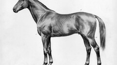 horse monochrome Animals white background Mammals