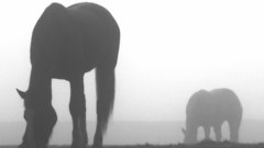 Horse silhouette