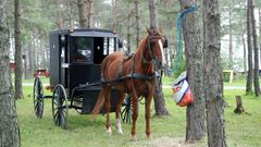 Horse waiting for her
