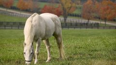 Horse white widescreen animal