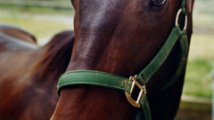 Horseface horse cheval pferd