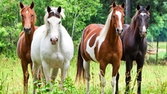 Horses