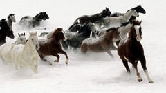 Horses