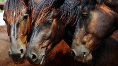 Horses