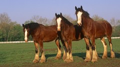 Horses