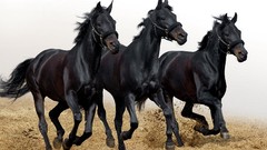 Horses