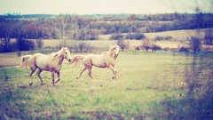 Horses