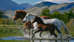 Horses