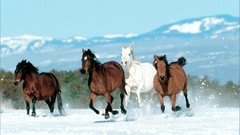 Horses