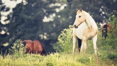 Horses