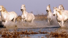 Horses