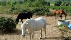 Horses