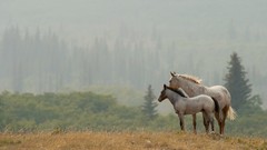 Horses
