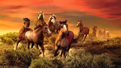 Horses