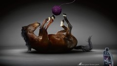 Horses advertisement funny
