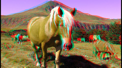 Horses anaglyph 3d stereoscopic