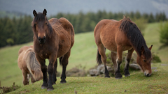 Horses Animals