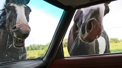 Horses Animals national geographic